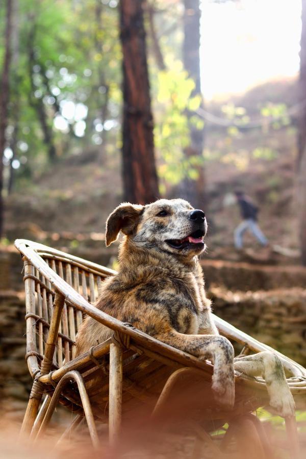 Forest Bugyal * Pauri